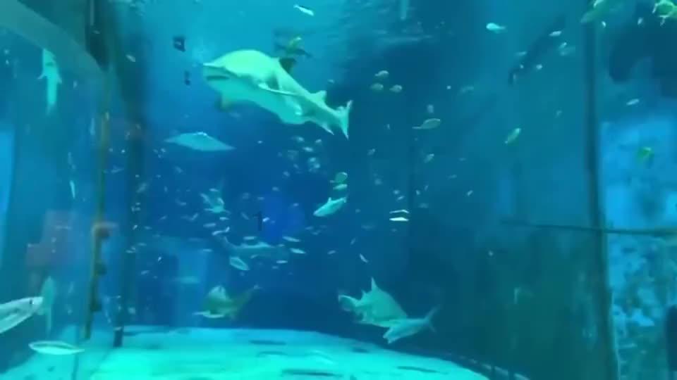 整合资源培育新能源产业龙头